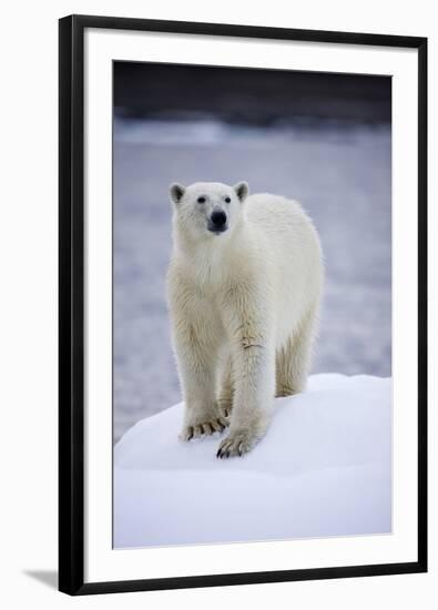 Polar Bear on Iceberg at Svalbard on Summer Evening-Paul Souders-Framed Photographic Print