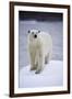 Polar Bear on Iceberg at Svalbard on Summer Evening-Paul Souders-Framed Photographic Print