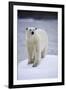 Polar Bear on Iceberg at Svalbard on Summer Evening-Paul Souders-Framed Photographic Print
