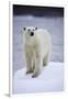 Polar Bear on Iceberg at Svalbard on Summer Evening-Paul Souders-Framed Photographic Print