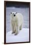 Polar Bear on Iceberg at Svalbard on Summer Evening-Paul Souders-Framed Photographic Print