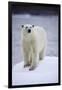 Polar Bear on Iceberg at Svalbard on Summer Evening-Paul Souders-Framed Photographic Print