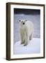 Polar Bear on Iceberg at Svalbard on Summer Evening-Paul Souders-Framed Photographic Print