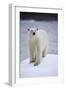 Polar Bear on Iceberg at Svalbard on Summer Evening-Paul Souders-Framed Photographic Print