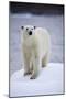 Polar Bear on Iceberg at Svalbard on Summer Evening-Paul Souders-Mounted Photographic Print