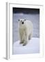 Polar Bear on Iceberg at Svalbard on Summer Evening-Paul Souders-Framed Photographic Print