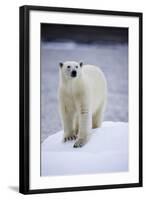 Polar Bear on Iceberg at Svalbard on Summer Evening-Paul Souders-Framed Photographic Print