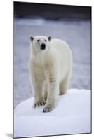 Polar Bear on Iceberg at Svalbard on Summer Evening-Paul Souders-Mounted Photographic Print