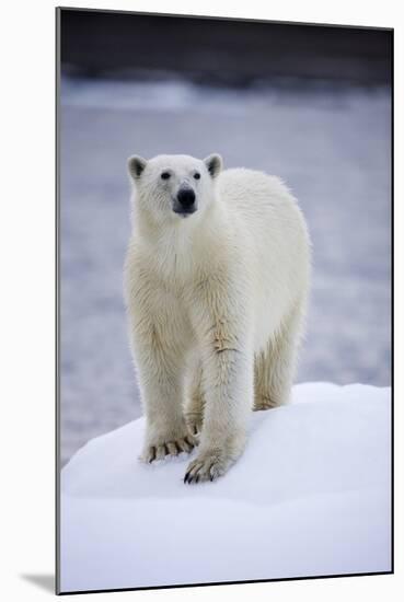 Polar Bear on Iceberg at Svalbard on Summer Evening-Paul Souders-Mounted Photographic Print