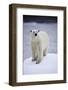 Polar Bear on Iceberg at Svalbard on Summer Evening-Paul Souders-Framed Photographic Print