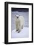 Polar Bear on Iceberg at Svalbard on Summer Evening-Paul Souders-Framed Photographic Print