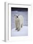 Polar Bear on Iceberg at Svalbard on Summer Evening-Paul Souders-Framed Photographic Print