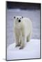 Polar Bear on Iceberg at Svalbard on Summer Evening-Paul Souders-Mounted Photographic Print