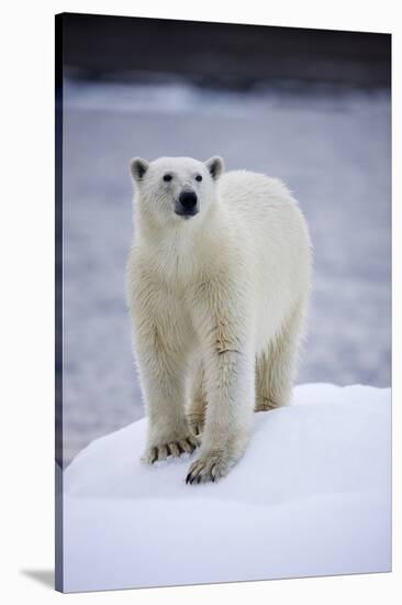 Polar Bear on Iceberg at Svalbard on Summer Evening-Paul Souders-Stretched Canvas