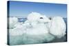 Polar Bear on Iceberg, Hudson Bay, Nunavut, Canada-Paul Souders-Stretched Canvas