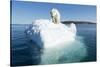 Polar Bear on Iceberg, Hudson Bay, Nunavut, Canada-Paul Souders-Stretched Canvas