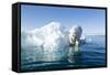 Polar Bear on Iceberg, Hudson Bay, Nunavut, Canada-Paul Souders-Framed Stretched Canvas