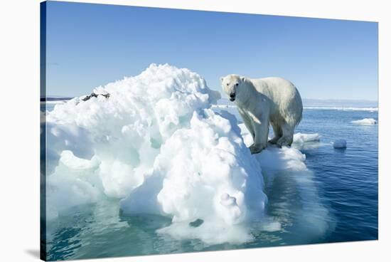 Polar Bear on Iceberg, Hudson Bay, Nunavut, Canada-Paul Souders-Stretched Canvas