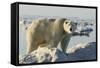 Polar Bear on Iceberg, Hudson Bay, Nunavut, Canada-Paul Souders-Framed Stretched Canvas