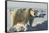 Polar Bear on Iceberg, Hudson Bay, Nunavut, Canada-Paul Souders-Framed Stretched Canvas