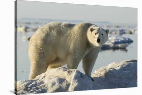 Polar Bear on Iceberg, Hudson Bay, Nunavut, Canada-Paul Souders-Stretched Canvas