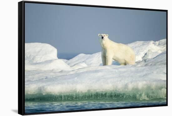 Polar Bear on Iceberg, Hudson Bay, Nunavut, Canada-Paul Souders-Framed Stretched Canvas