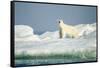 Polar Bear on Iceberg, Hudson Bay, Nunavut, Canada-Paul Souders-Framed Stretched Canvas