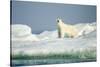 Polar Bear on Iceberg, Hudson Bay, Nunavut, Canada-Paul Souders-Stretched Canvas