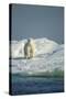 Polar Bear on Iceberg, Hudson Bay, Nunavut, Canada-Paul Souders-Stretched Canvas