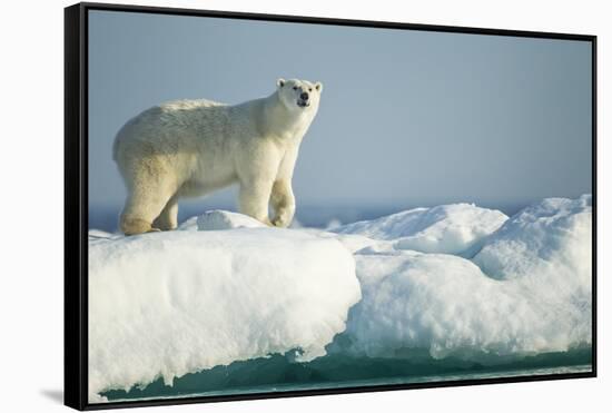 Polar Bear on Iceberg, Hudson Bay, Nunavut, Canada-Paul Souders-Framed Stretched Canvas