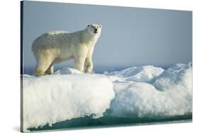 Polar Bear on Iceberg, Hudson Bay, Nunavut, Canada-Paul Souders-Stretched Canvas