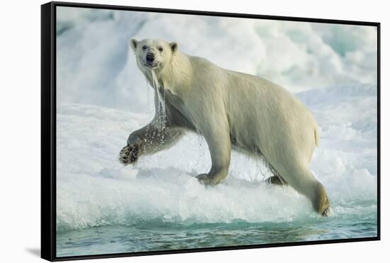 Polar Bear on Iceberg, Hudson Bay, Nunavut, Canada-Paul Souders-Framed Stretched Canvas