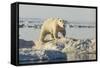 Polar Bear on Iceberg, Hudson Bay, Nunavut, Canada-Paul Souders-Framed Stretched Canvas