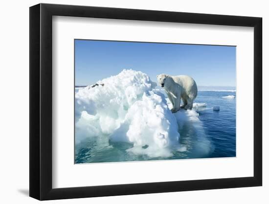 Polar Bear on Iceberg, Hudson Bay, Nunavut, Canada-Paul Souders-Framed Photographic Print