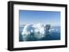 Polar Bear on Iceberg, Hudson Bay, Nunavut, Canada-Paul Souders-Framed Photographic Print