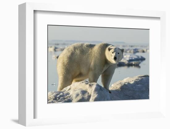 Polar Bear on Iceberg, Hudson Bay, Nunavut, Canada-Paul Souders-Framed Photographic Print