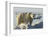 Polar Bear on Iceberg, Hudson Bay, Nunavut, Canada-Paul Souders-Framed Photographic Print