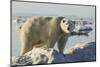 Polar Bear on Iceberg, Hudson Bay, Nunavut, Canada-Paul Souders-Mounted Photographic Print