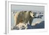 Polar Bear on Iceberg, Hudson Bay, Nunavut, Canada-Paul Souders-Framed Photographic Print