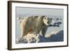 Polar Bear on Iceberg, Hudson Bay, Nunavut, Canada-Paul Souders-Framed Photographic Print