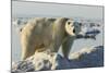 Polar Bear on Iceberg, Hudson Bay, Nunavut, Canada-Paul Souders-Mounted Photographic Print