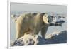 Polar Bear on Iceberg, Hudson Bay, Nunavut, Canada-Paul Souders-Framed Photographic Print