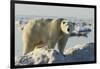 Polar Bear on Iceberg, Hudson Bay, Nunavut, Canada-Paul Souders-Framed Photographic Print