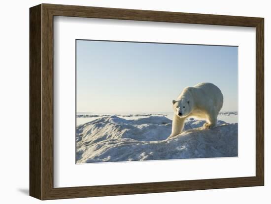 Polar Bear on Iceberg, Hudson Bay, Nunavut, Canada-Paul Souders-Framed Photographic Print