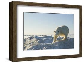 Polar Bear on Iceberg, Hudson Bay, Nunavut, Canada-Paul Souders-Framed Photographic Print