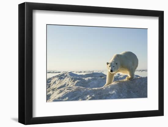 Polar Bear on Iceberg, Hudson Bay, Nunavut, Canada-Paul Souders-Framed Photographic Print