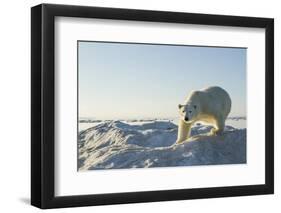 Polar Bear on Iceberg, Hudson Bay, Nunavut, Canada-Paul Souders-Framed Photographic Print