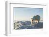 Polar Bear on Iceberg, Hudson Bay, Nunavut, Canada-Paul Souders-Framed Photographic Print