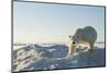 Polar Bear on Iceberg, Hudson Bay, Nunavut, Canada-Paul Souders-Mounted Photographic Print