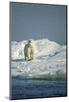 Polar Bear on Iceberg, Hudson Bay, Nunavut, Canada-Paul Souders-Mounted Photographic Print